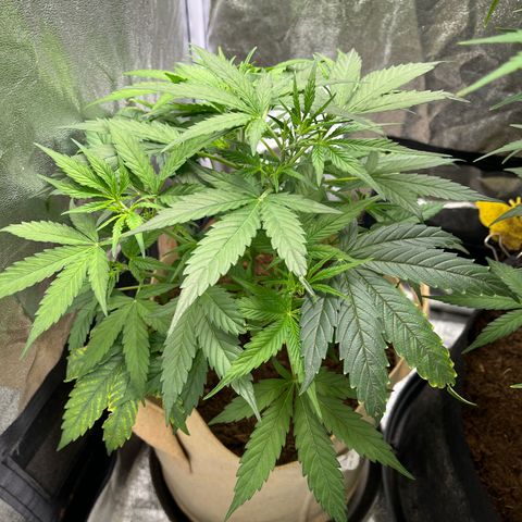 Orian F1  growlog timeline photo