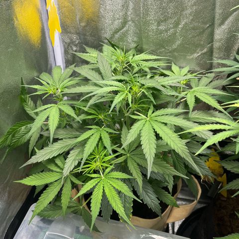 Orian F1  growlog timeline photo