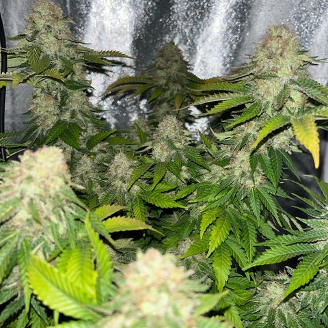 Royal Cheese growlog timeline photo