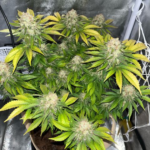 Royal Cheese growlog timeline photo