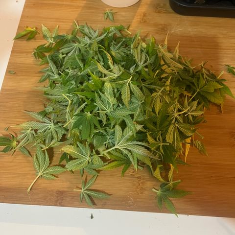 Royal Cheese growlog timeline photo
