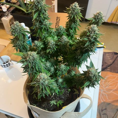 Royal Cheese growlog timeline photo