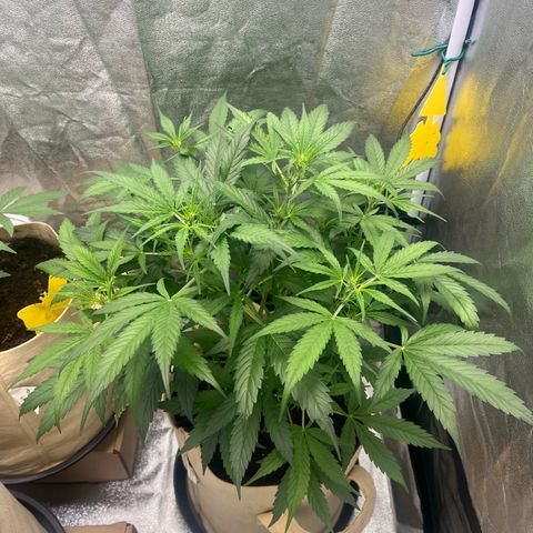 Orian F1  growlog timeline photo