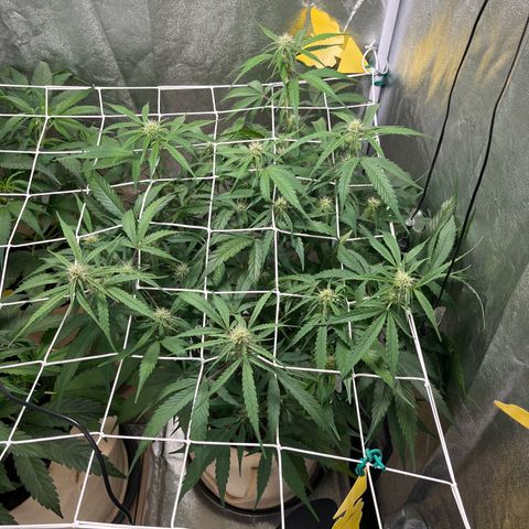 Orian F1  growlog timeline photo