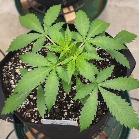 Lemon Pie Auto #3 growlog timeline photo