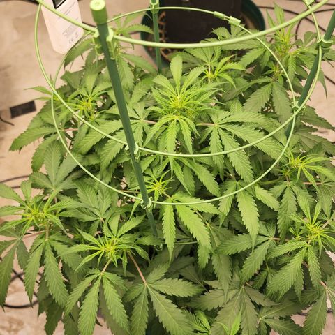 Lemon Pie Auto #3 growlog timeline photo