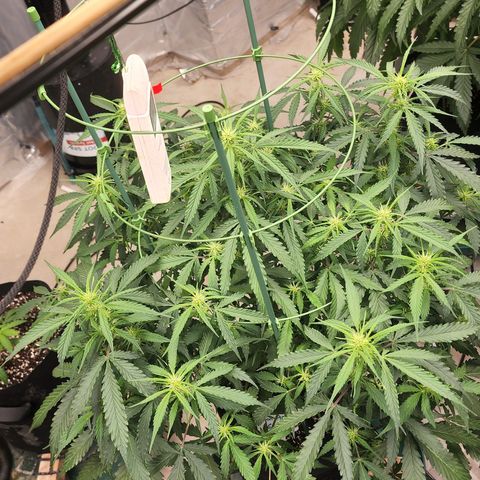 Lemon Pie Auto #3 growlog timeline photo
