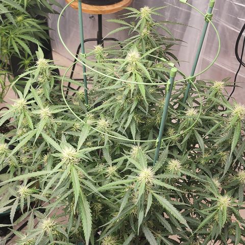 Lemon Pie Auto #3 growlog timeline photo