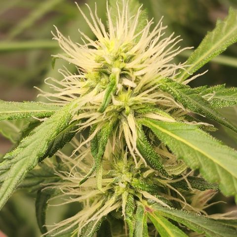 Lemon Pie Auto #3 growlog timeline photo