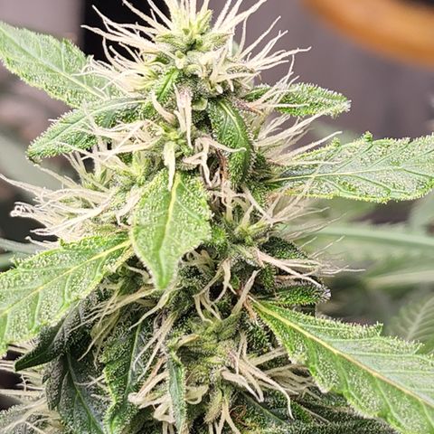 Lemon Pie Auto #3 growlog timeline photo