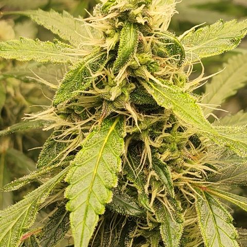 Lemon Pie Auto #3 growlog timeline photo