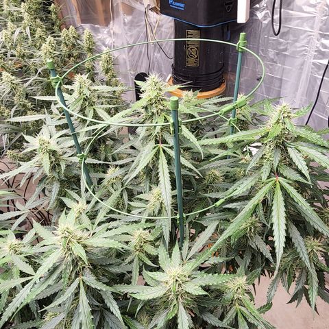 Lemon Pie Auto #3 growlog timeline photo