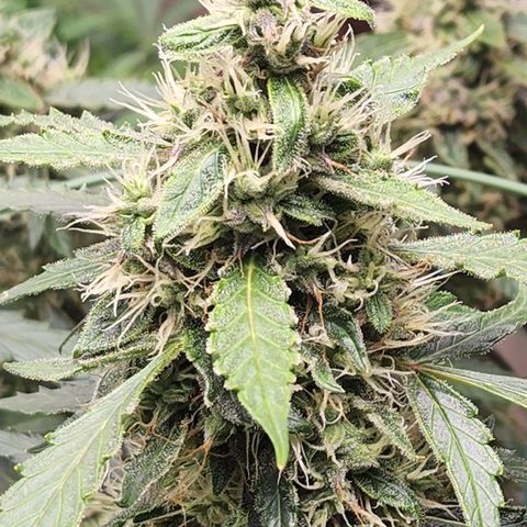 Lemon Pie Auto #3 growlog timeline photo