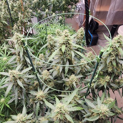 Lemon Pie Auto #3 growlog timeline photo