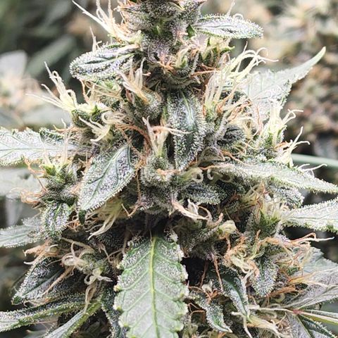 Lemon Pie Auto #3 growlog timeline photo