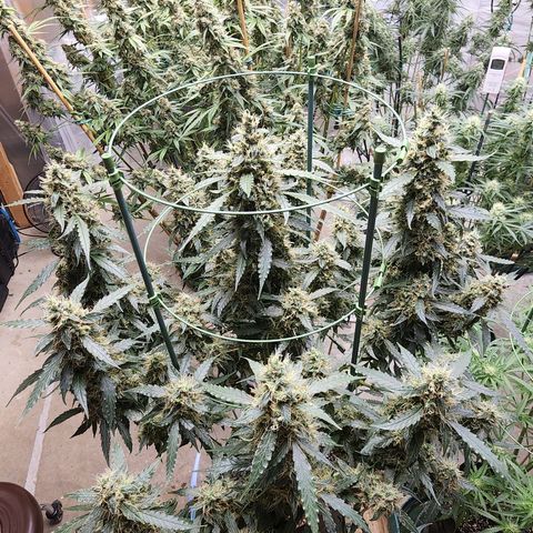 Lemon Pie Auto #3 growlog timeline photo
