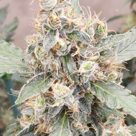 Lemon Pie Auto #3 growlog timeline photo