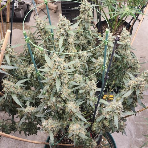 Lemon Pie Auto #3 growlog timeline photo