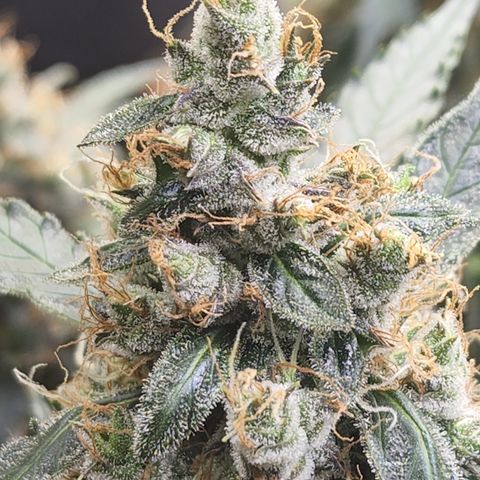 Lemon Pie Auto #3 growlog timeline photo