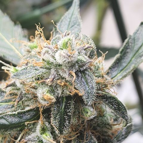Lemon Pie Auto #3 growlog photo: Right before ice bath