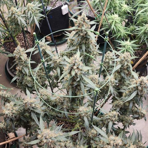 Lemon Pie Auto #3 growlog timeline photo