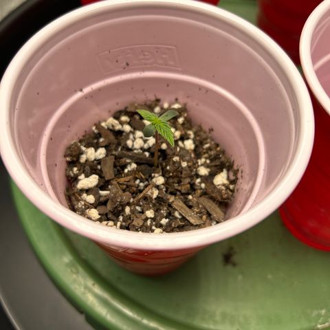 Royal Dwarf growlog timeline photo