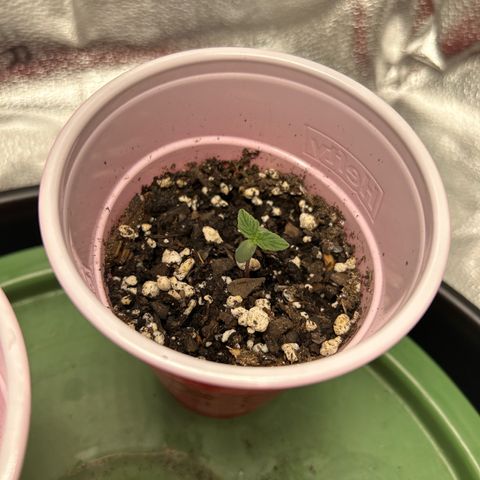 Royal Dwarf growlog timeline photo