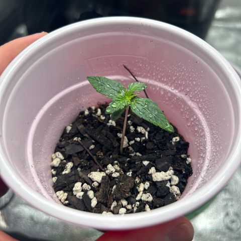 Royal Dwarf growlog timeline photo