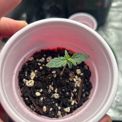 Royal Dwarf growlog timeline photo