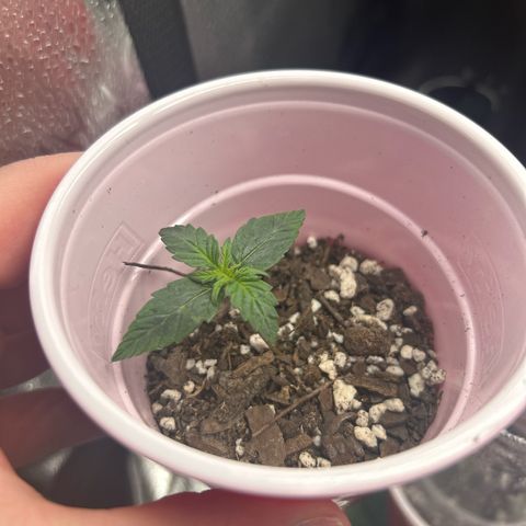 Royal Dwarf growlog timeline photo