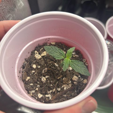 Royal Dwarf growlog timeline photo