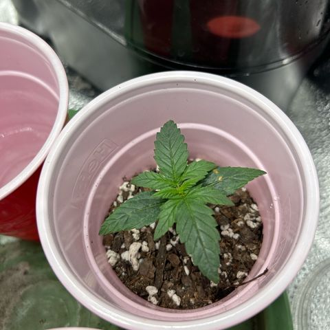 Royal Dwarf growlog timeline photo