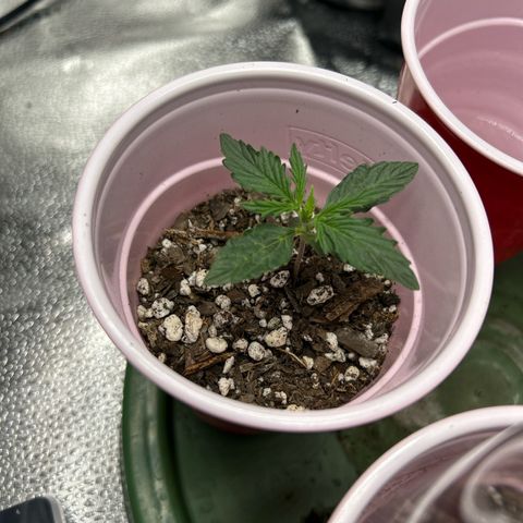Royal Dwarf growlog timeline photo