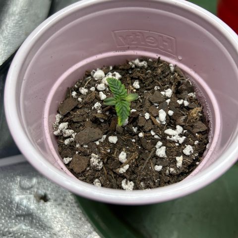 #3 growlog timeline photo