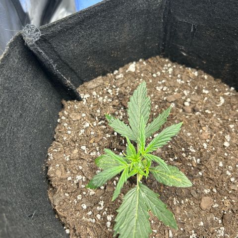 Royal Dwarf growlog timeline photo