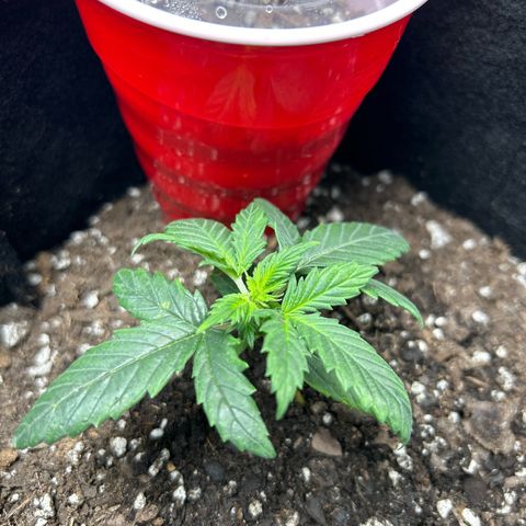 Royal Dwarf growlog timeline photo
