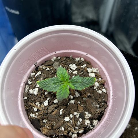 #3 growlog timeline photo