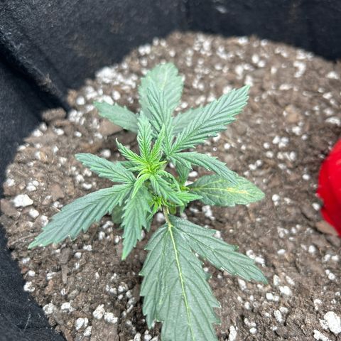 Royal Dwarf growlog timeline photo