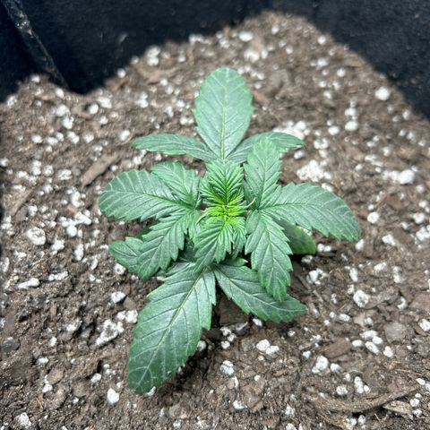 Royal Dwarf growlog timeline photo