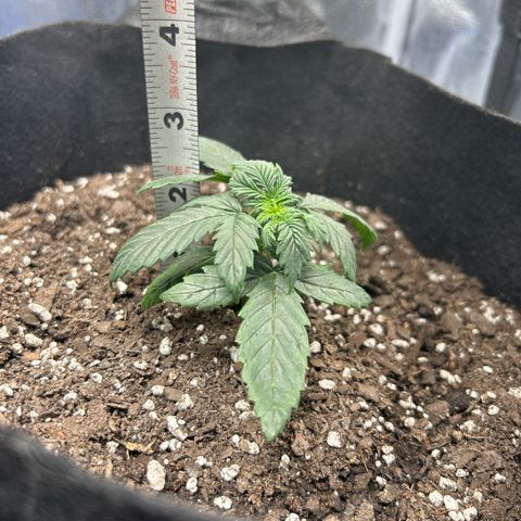Royal Dwarf growlog photo: No nutes till day 20 