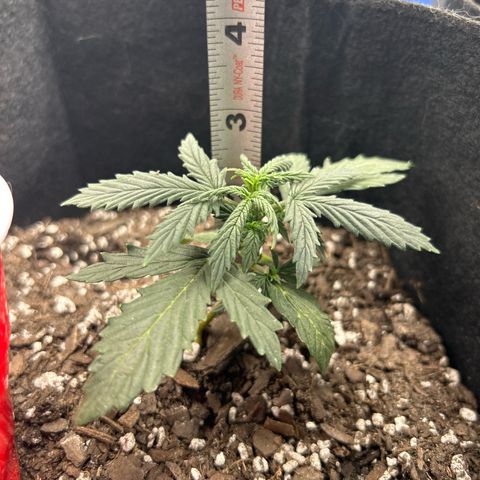 Royal Dwarf growlog photo: No nutes till day 20 
