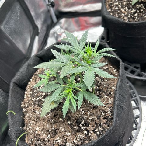 Royal Dwarf growlog photo: Topped one day 21 other begins lst test 