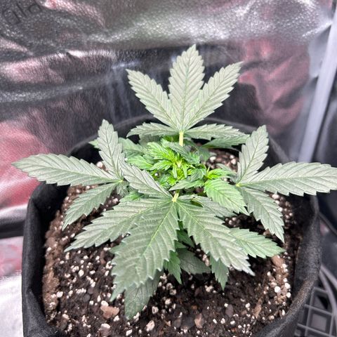 Royal Dwarf growlog photo: Topped one day 21 other begins lst test 