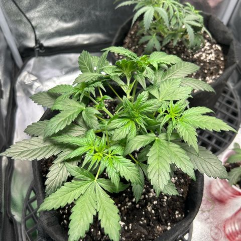 Royal Dwarf growlog timeline photo