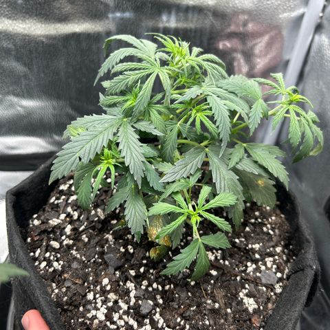 Royal Dwarf growlog timeline photo