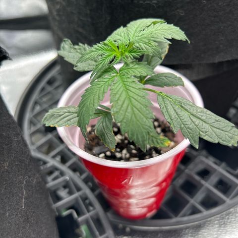 #3 growlog timeline photo