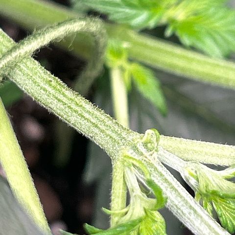 Royal Dwarf growlog photo: First pistol hairs spotted