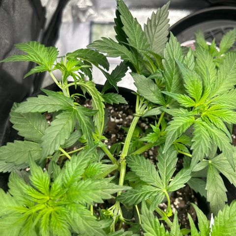 Royal Dwarf growlog timeline photo