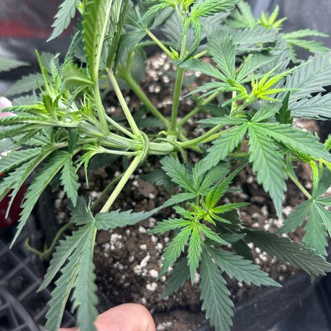 Royal Dwarf growlog timeline photo
