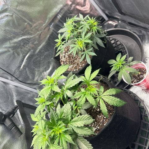 Royal Dwarf growlog timeline photo